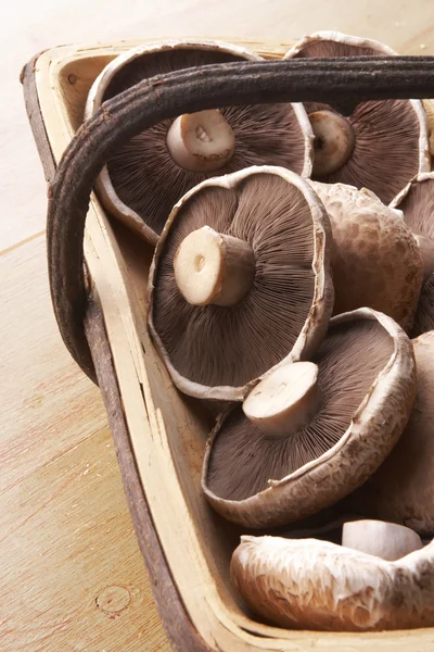Korg med nyplockade svampar — Stockfoto