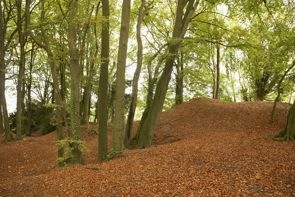 Drzew Liści Jesienią Lesie — Zdjęcie stockowe