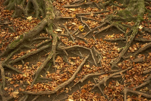Корни дерева, выступающие сквозь осенние листья — стоковое фото