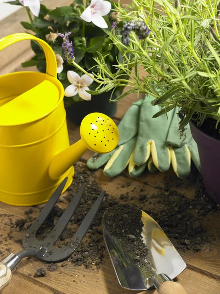 喷壶和抹子旁的植物 — 图库照片