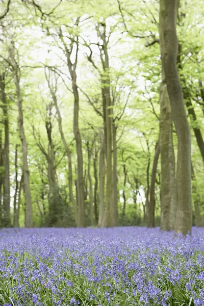 Orman içinde büyüyen bluebells — Stok fotoğraf