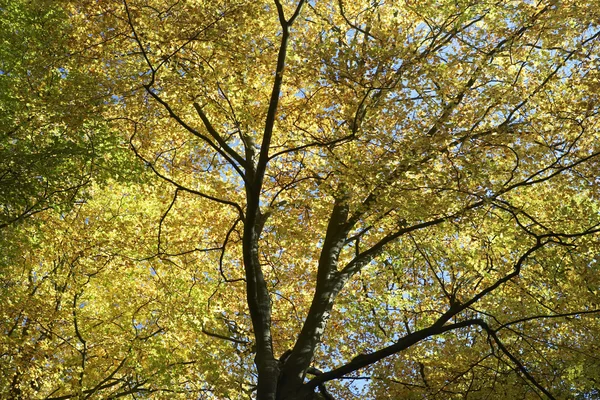 Tree Canopy In Autumn Stock Photo