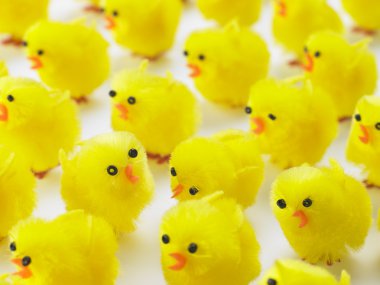 Abundance Of Easter Chicks clipart