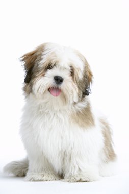 Lhasa Apso Dog Sitting Down clipart