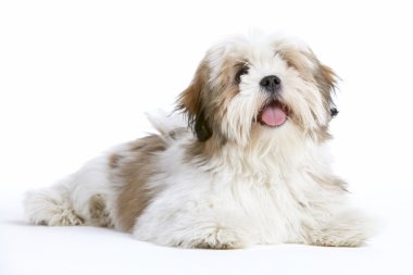 Lhasa Apso Dog Lying Down clipart