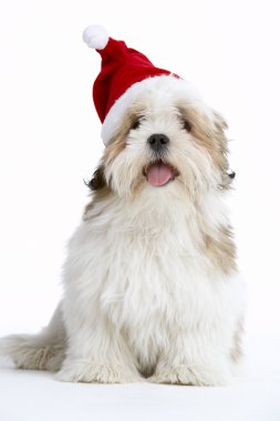 Lhasa Apso Dog Wearing Santa Hat clipart