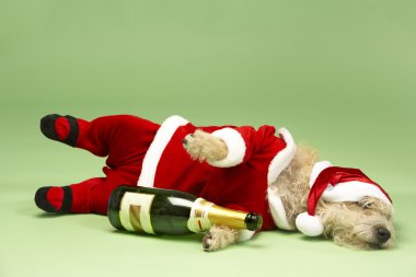 Samll Dog In Santa Costume Lying Down With Champagne Bottle clipart