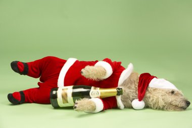 Small Dog In Santa Costume Lying Down With Champagne Bottle clipart