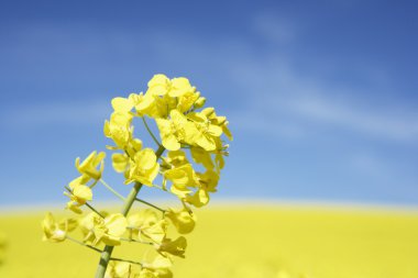 Field Of Oilseed Rape clipart