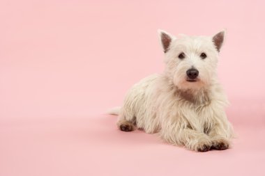 West Highland Terrier Dog In Studio clipart