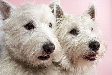 Two West Highland Terrier Dogs In Studio clipart