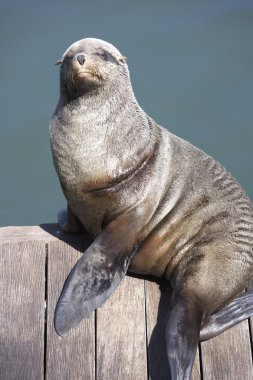 Beautiful fan pose of a gray seal clipart