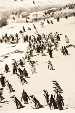 Flock of Adelie penguins, walking along the shoreline clipart