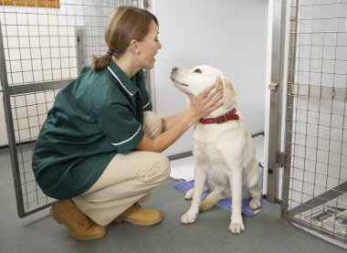 Vetinary Nurse Checking Sick Animals In Pens clipart