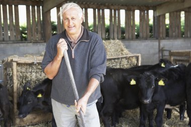 Farmer In Barn With Herd Of Cows clipart