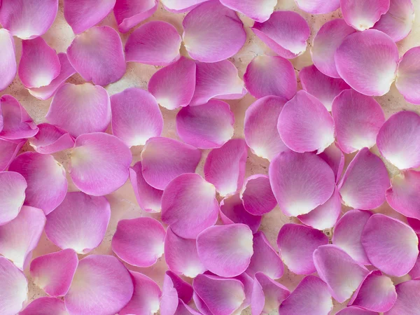 Duża grupa różowe płatki róż — Zdjęcie stockowe