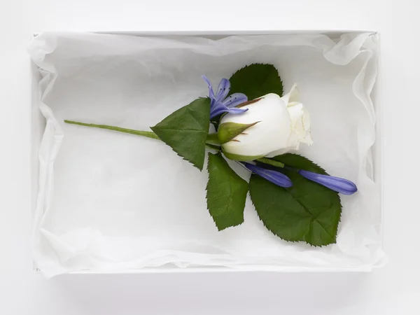 Witte roos corsage — Stockfoto