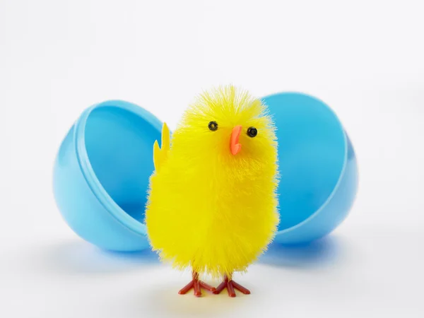 Pintainho de Páscoa eclodindo fora do ovo — Fotografia de Stock