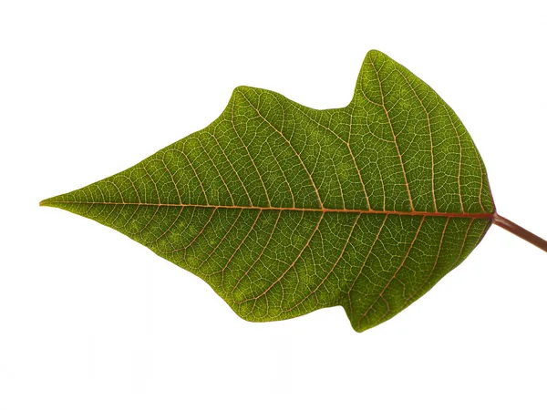 Studio Shot Of A Green Leaf — Stock Photo, Image