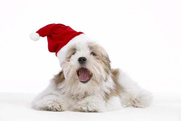 Noel Baba şapkası giyen lhasa apso köpek — Stok fotoğraf