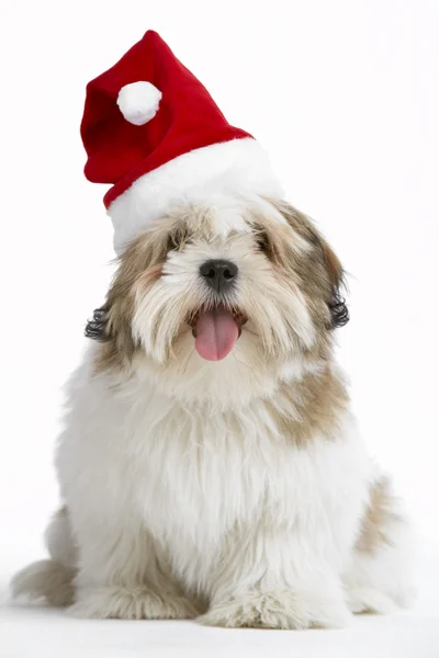 Lhasa Apso Dog Vestindo Chapéu Santa — Fotografia de Stock