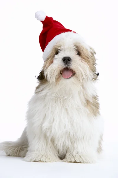 Noel Baba şapkası giyen lhasa apso köpek — Stok fotoğraf
