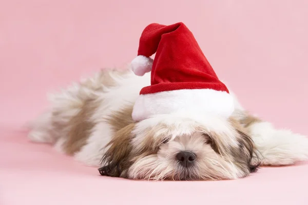 Σκυλί apso Λάσα φορώντας καπέλο santa — Φωτογραφία Αρχείου