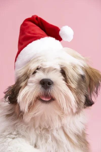 Chien Lhasa Apso Portant Chapeau Père Noël — Photo