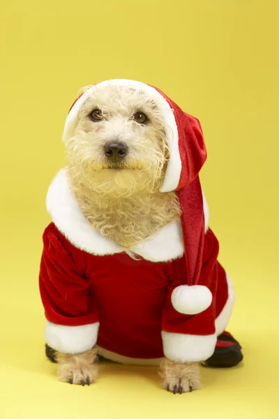 Küçük Köpek Noel Baba Kostüm — Stok fotoğraf