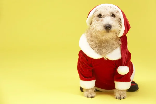 Маленькая Собака Костюме Санта — стоковое фото