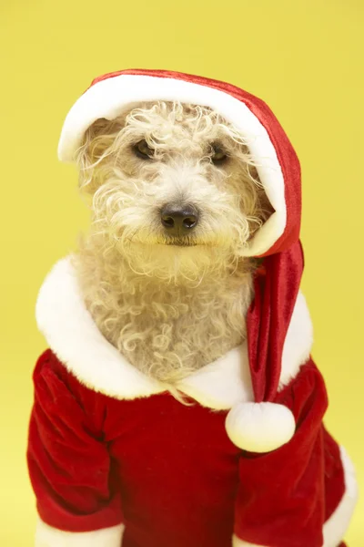 Kleine hond in santa kostuum — Stockfoto
