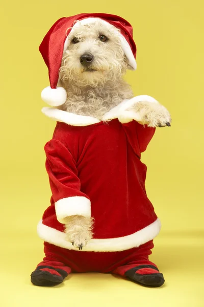 Liten Hund Santa Dräkt — Stockfoto