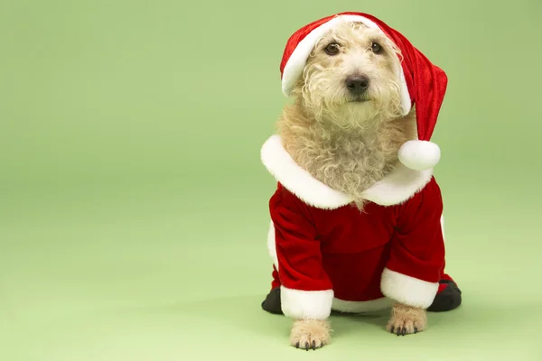 Kleiner Hund Weihnachtsmannkostüm — Stockfoto