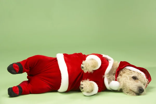 Malé pes v kostýmu santa vleže — Stock fotografie