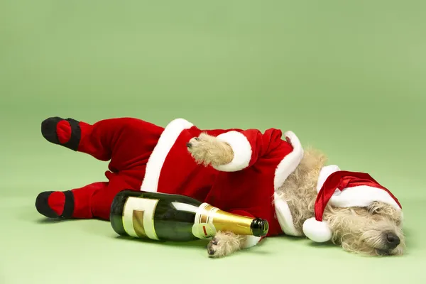 Samll Hund Weihnachtsmannkostüm Liegend Mit Champagnerflasche — Stockfoto