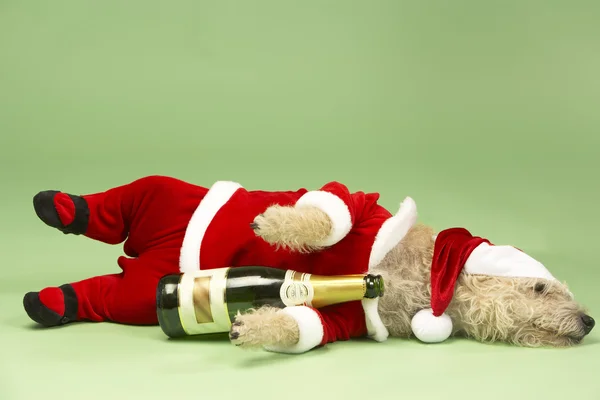 Kleiner Hund Weihnachtsmannkostüm Liegend Mit Champagnerflasche — Stockfoto