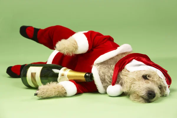 Mały pies w kostium santa kłamliwy w dół z butelki szampana — Zdjęcie stockowe