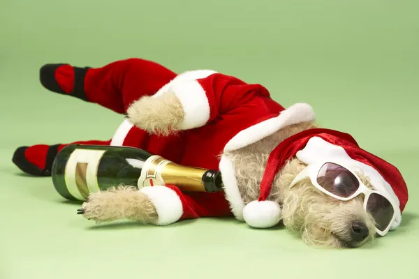 Kleiner Hund Weihnachtsmannkostüm Liegend Mit Champagner Und Schattierungen — Stockfoto