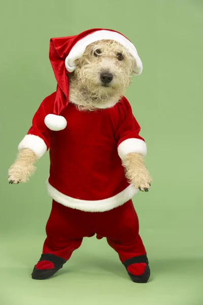 Kleiner Hund im Weihnachtsmannkostüm — Stockfoto