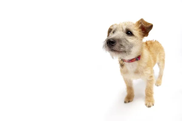 Kleine Hond Permanent — Stockfoto