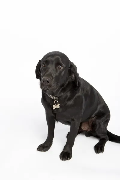 Siyah köpek oturuyor — Stok fotoğraf