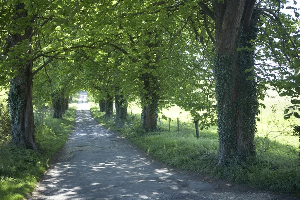 Longo país estrada afiada com árvores verdes — Fotografia de Stock