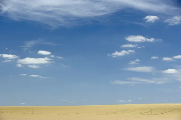 Mavi bir gökyüzü altında kuru mera — Stok fotoğraf
