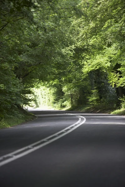 Landsvägen Kantad Stora Gröna Träd — Stockfoto