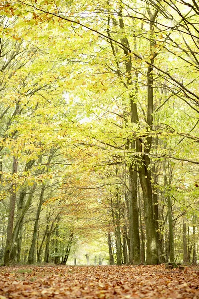 秋の森の低角度のビュー — ストック写真