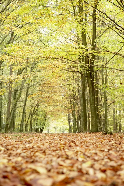 秋季森林的低角度视图 — 图库照片