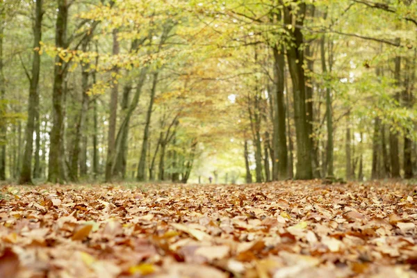 秋の森の低角度のビュー — ストック写真