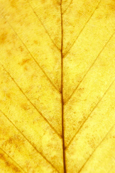 Nahaufnahme, die Details des Herbstblattes zeigt — Stockfoto