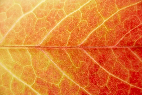 Zavřít Zobrazení Detailu Podzimní Listí — Stock fotografie