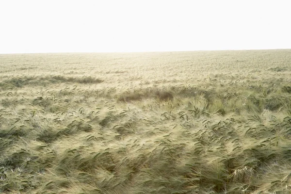 stock image Field Of Wheat